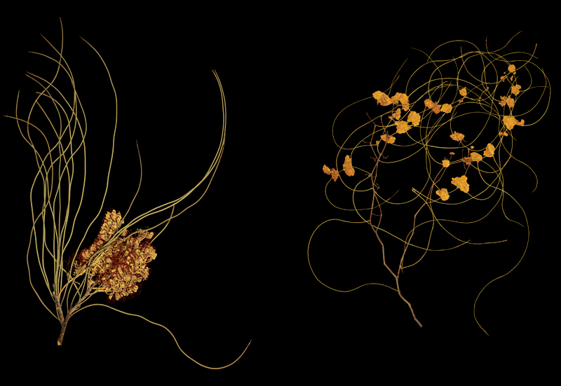 Robyn Stacey - herbarium - Scientific Fascination  