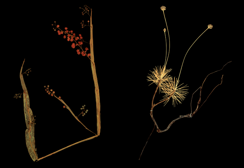 Robyn Stacey - herbarium - Scientific Fascination  