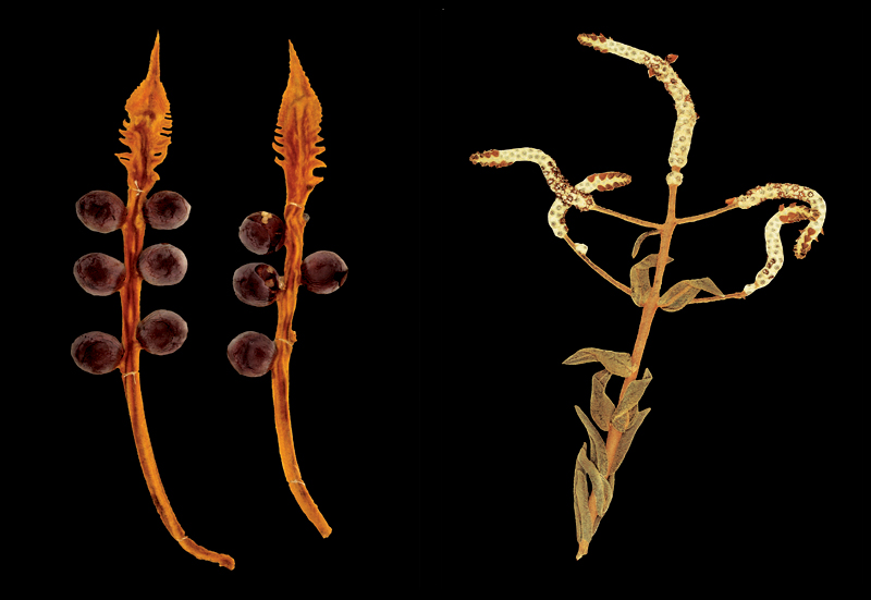 Robyn Stacey - herbarium - Scientific Fascination  