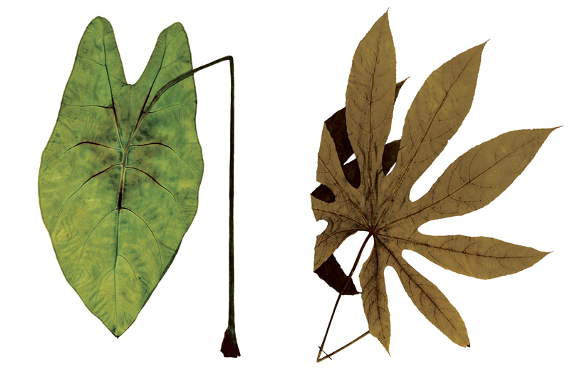 Robyn Stacey - herbarium - Scientific Fascination  