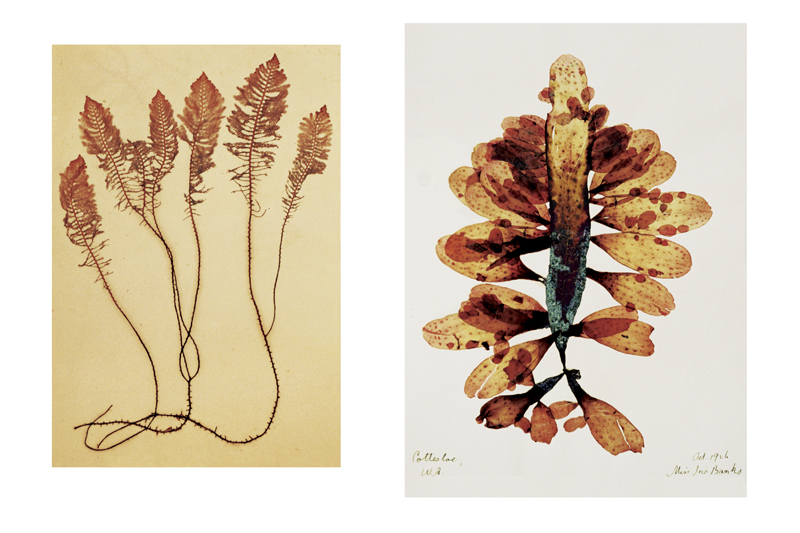 Robyn Stacey - herbarium - Scientific Fascination  