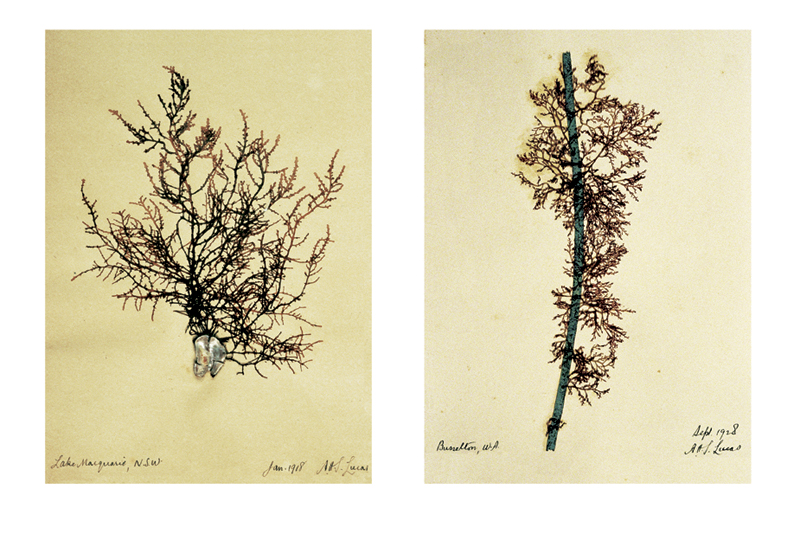 Robyn Stacey - herbarium - Scientific Fascination  