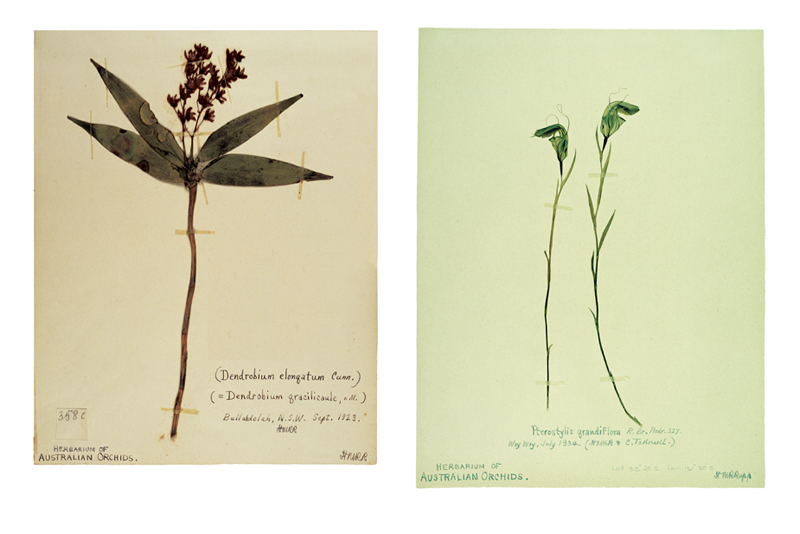 Robyn Stacey - herbarium - Scientific Fascination  