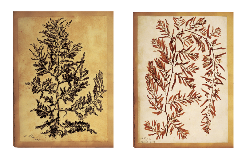 Robyn Stacey - herbarium - Hobby And Decoration  