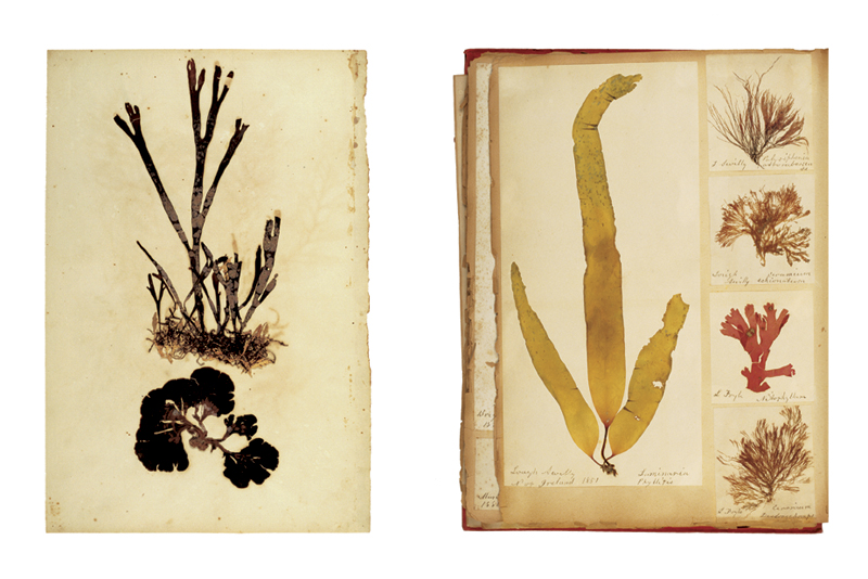 Robyn Stacey - herbarium - Hobby And Decoration  