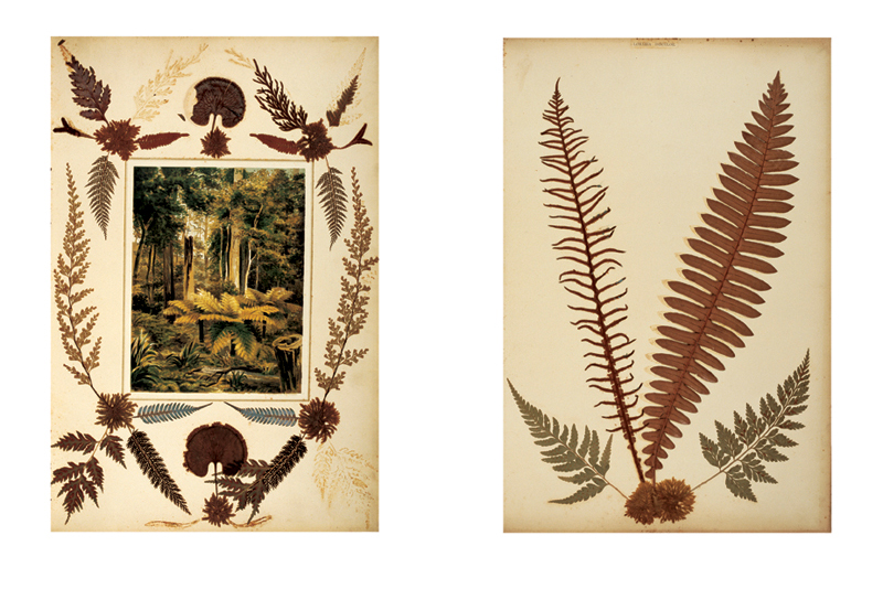 Robyn Stacey - herbarium - Hobby And Decoration  