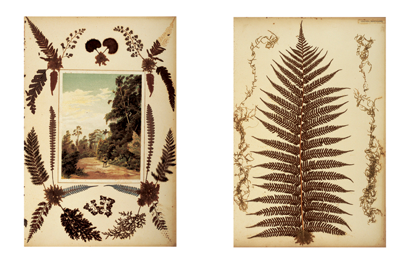 Robyn Stacey - herbarium - Hobby And Decoration  