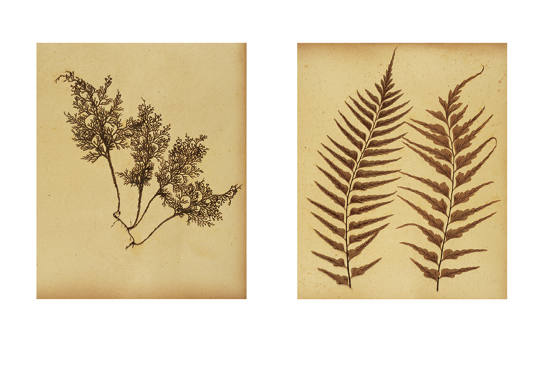 Robyn Stacey - herbarium - Hobby And Decoration  