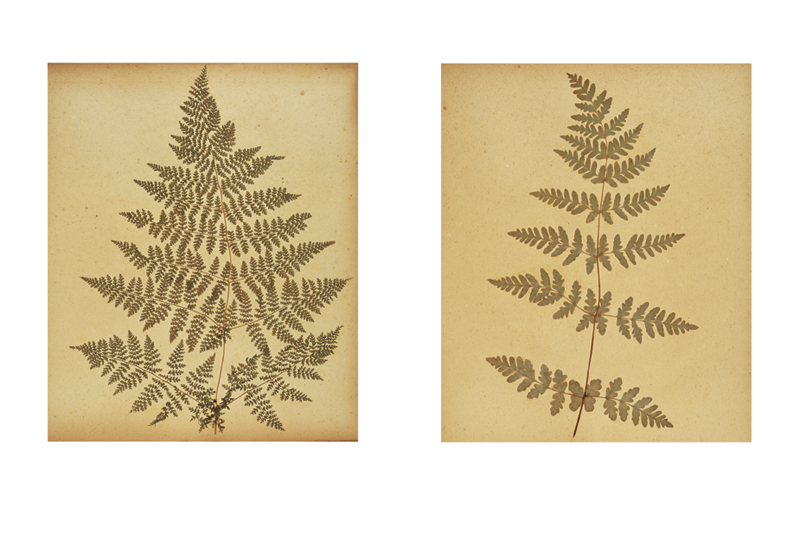 Robyn Stacey - herbarium - Hobby And Decoration  