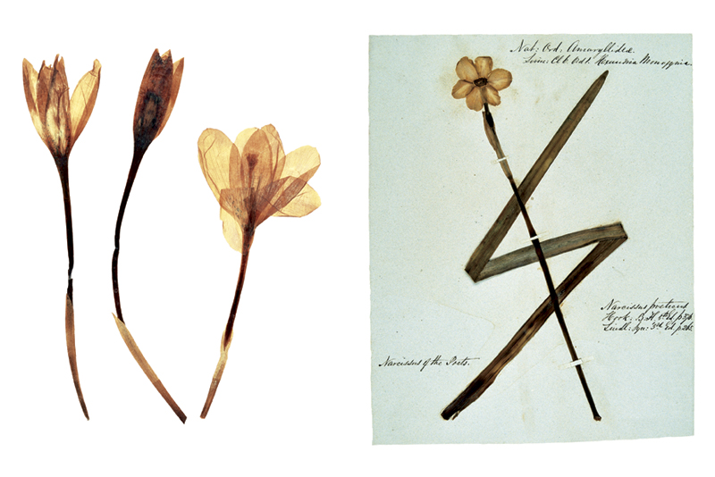 Robyn Stacey - herbarium - Exotics