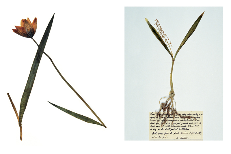 Robyn Stacey - herbarium - Exotics