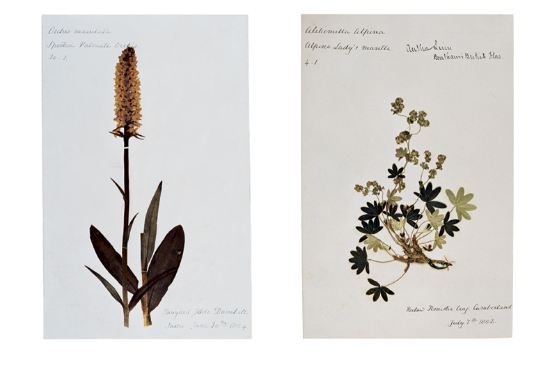 Robyn Stacey - herbarium - Exotics