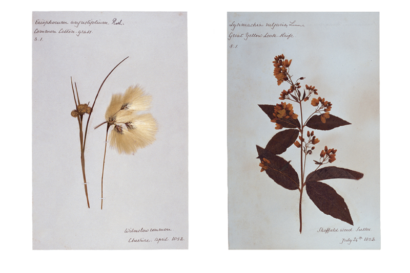 Robyn Stacey - herbarium - Exotics