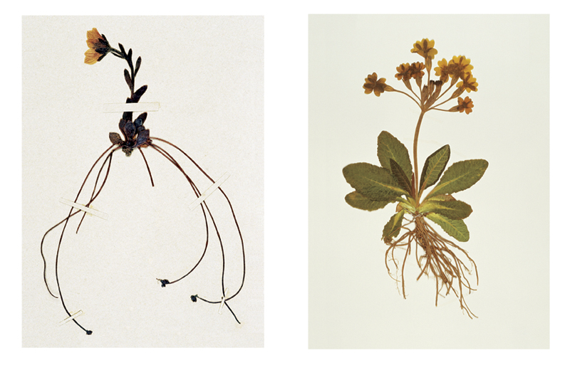 Robyn Stacey - herbarium - Exotics