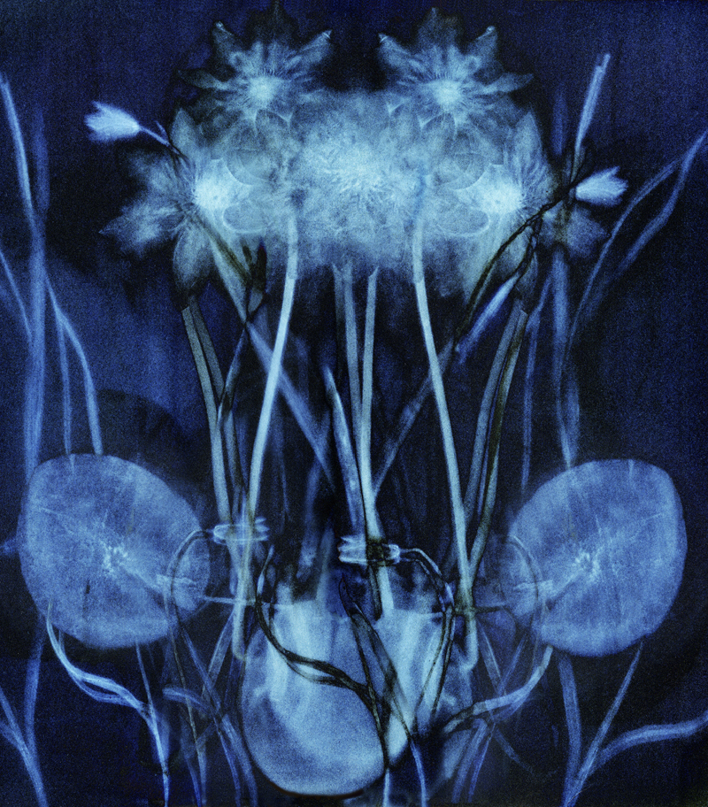 Robyn Stacey - Blue Nymphaea,	2001