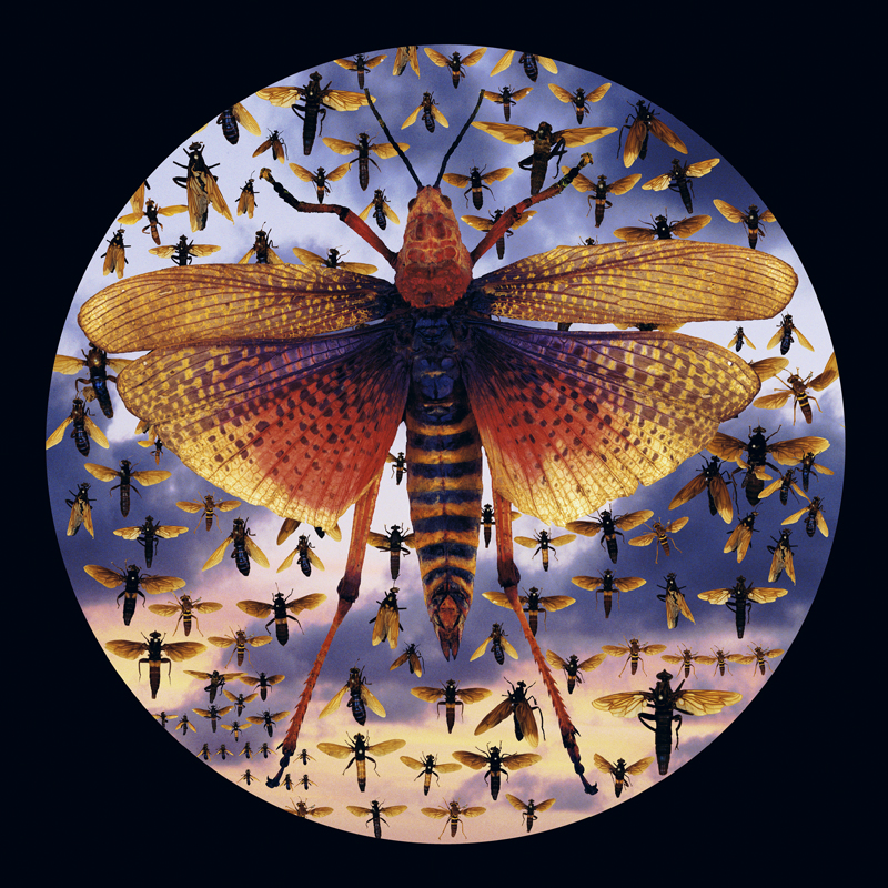 Robyn Stacey - Squadron (Locusts),	2002